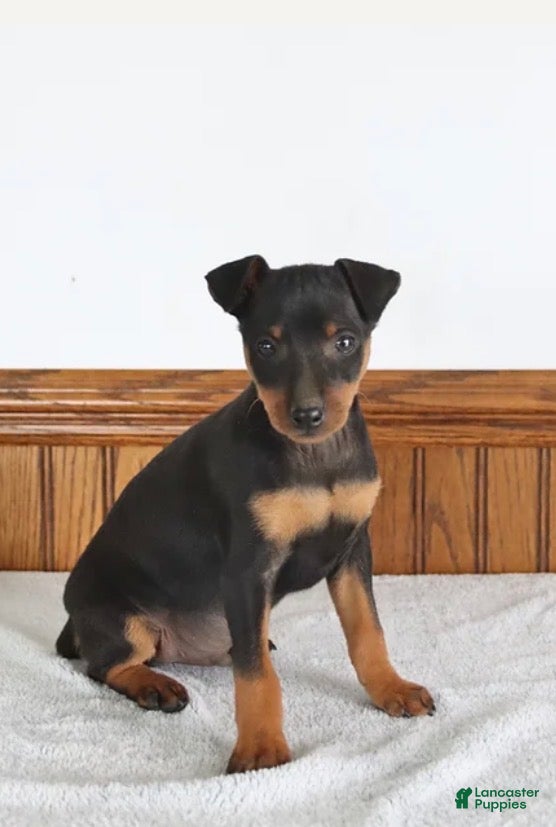 Miniature Pinscher dogs Miniature Pinscher Puppy 1 - Ad 10