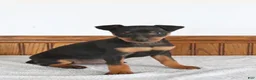 Miniature Pinscher dogs for sale: Miniature Pinscher Puppy 1 - Ad 1