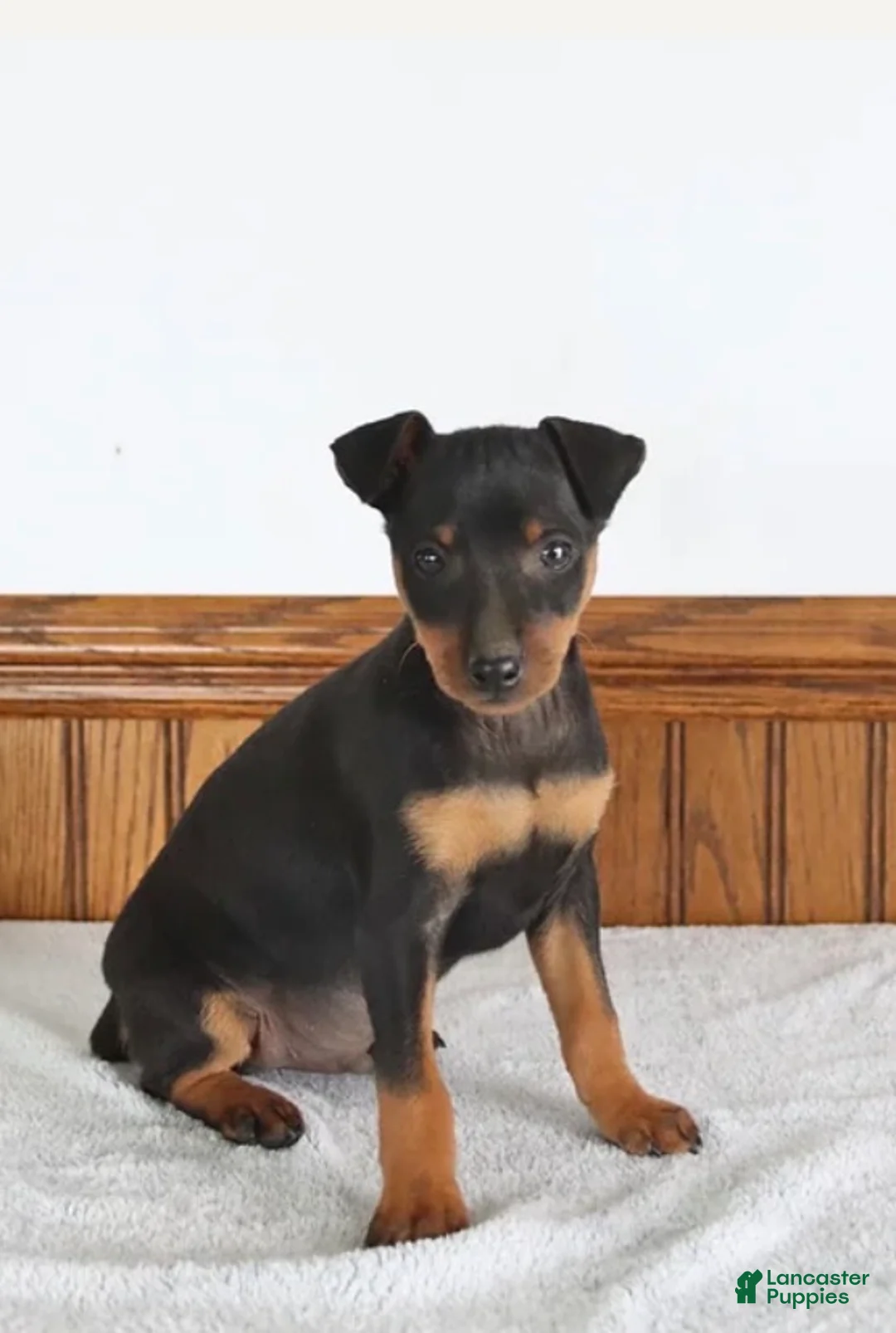 Miniature Pinscher dogs for sale: Miniature Pinscher Puppy 1 - Ad 1