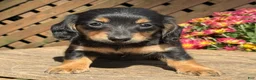 Miniature Dachshund dogs for sale: Taffy - Ad 4