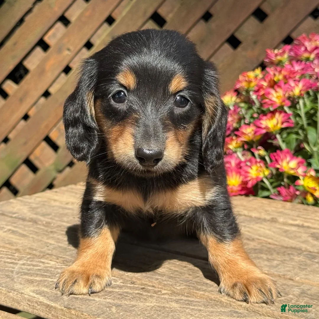 Miniature Dachshund dogs for sale: Taffy - Ad 4