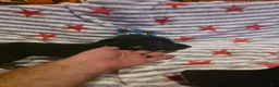 Mixed Breed dogs for sale: Mixed Breed 7 - Ad 3