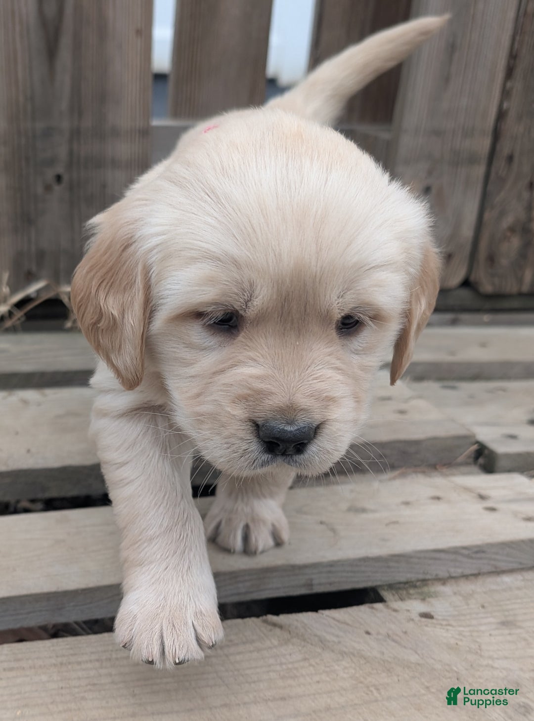 Golden Retriever dogs for sale: Mimi - Ad 7