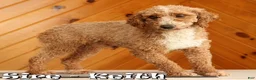 Toy Poodle dogs for sale: Dusty - Ad 11