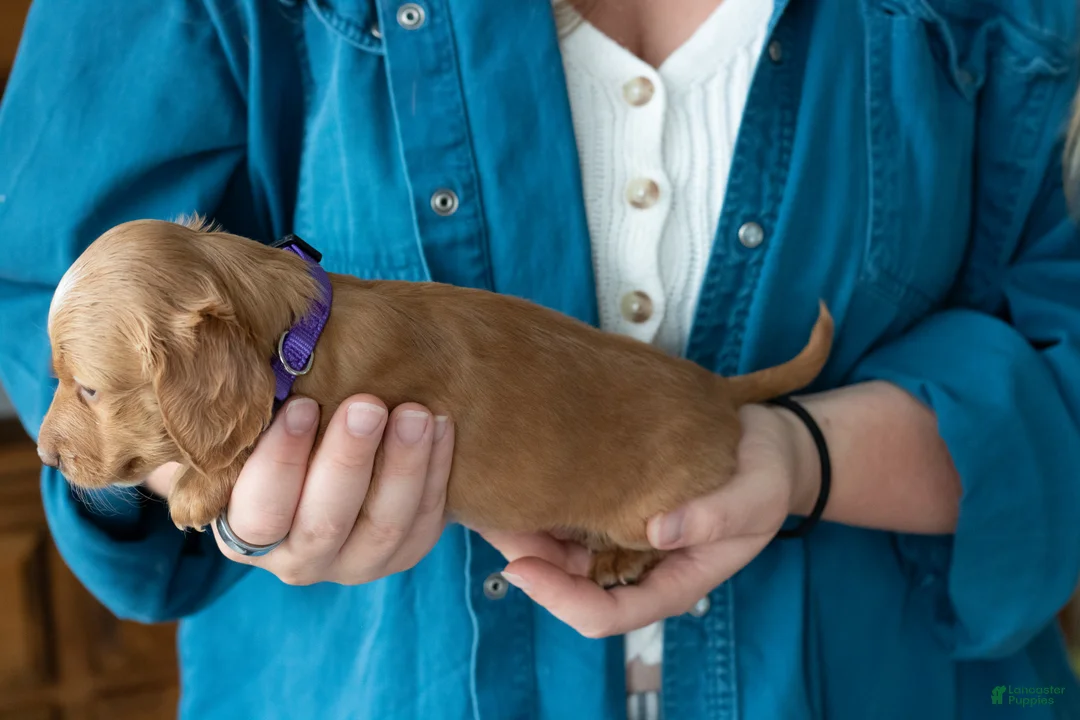 Miniature Dachshund dogs for sale: Beatrice  - Ad 2