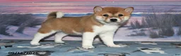 Shiba Inu dogs for sale: Kristi - Ad 5