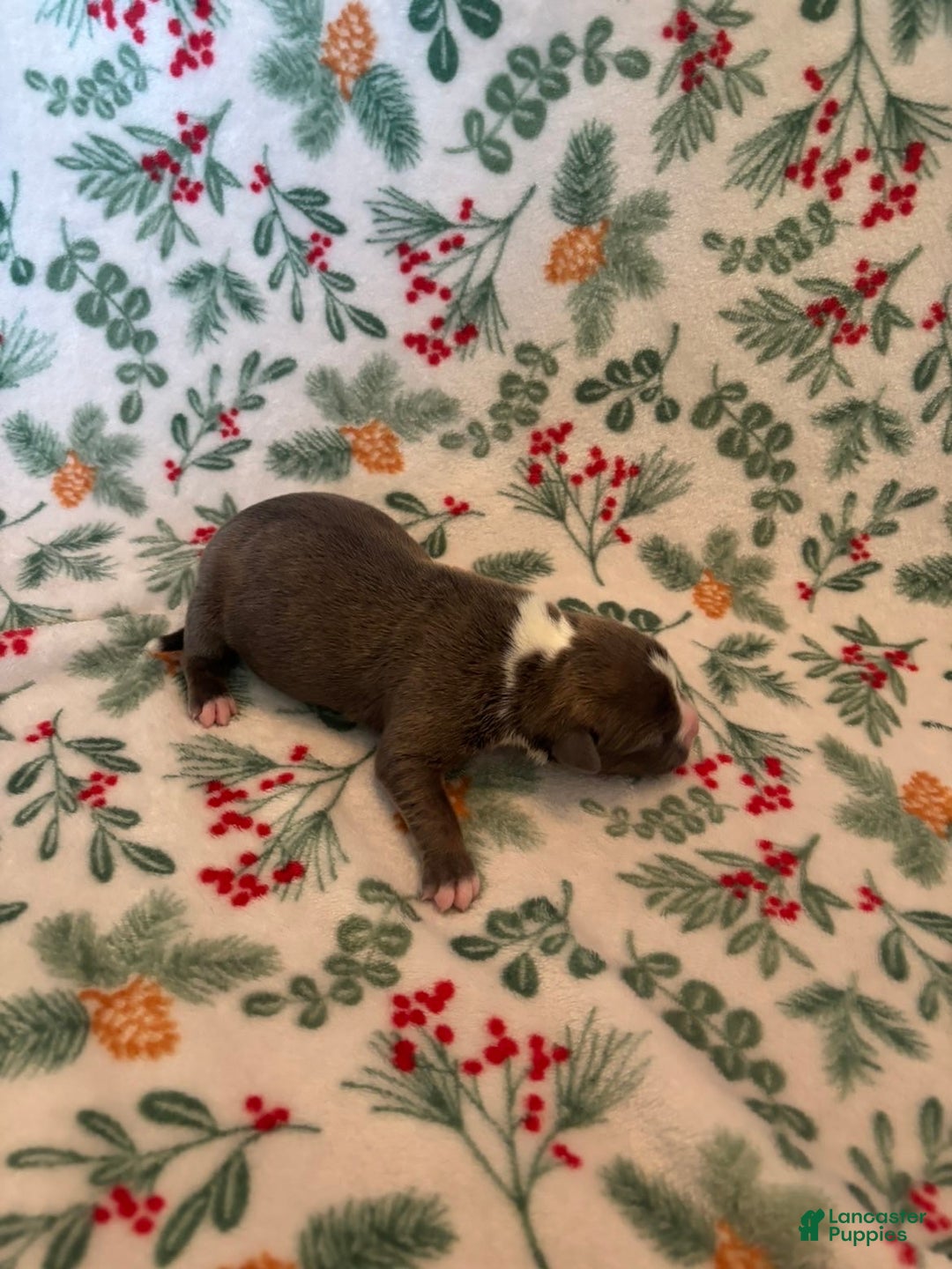 Mixed Breed dogs for sale: Ursa - Ad 2