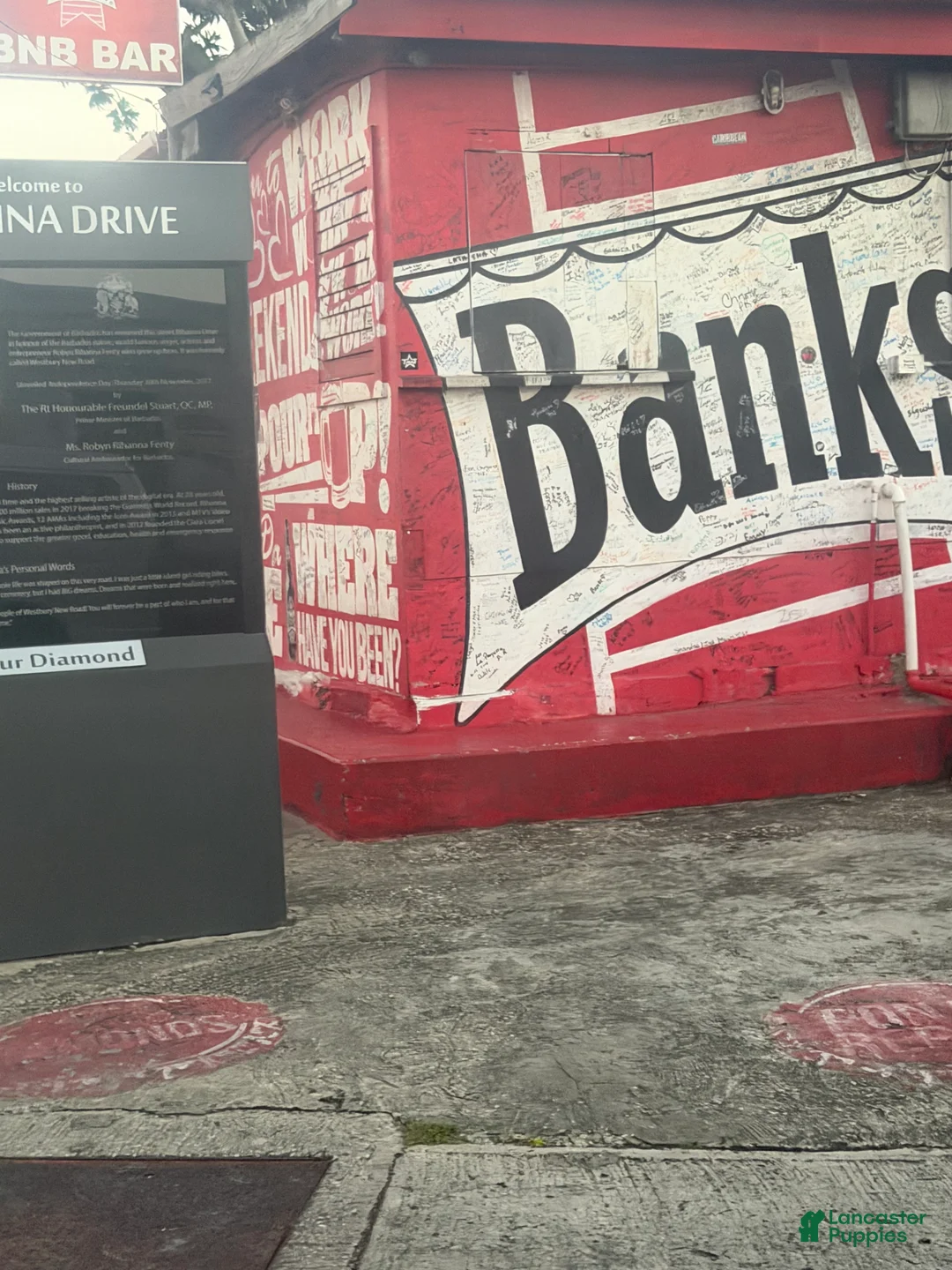 Yorkiepoo dogs for sale: Yorkiepoo Puppy 1 - Ad 3