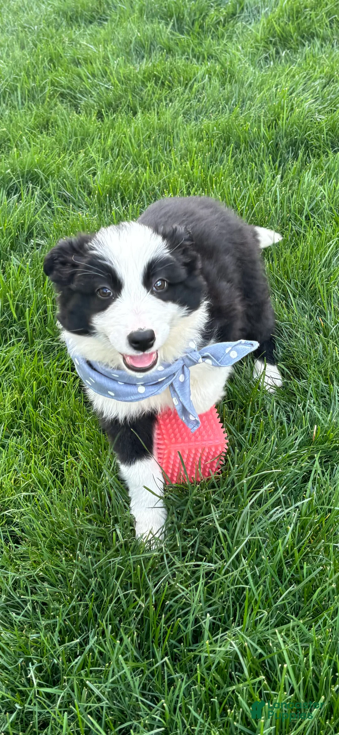 Australian Shepherd dogs for sale: Bandit - Ad 5