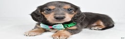 Miniature Dachshund dogs for sale: Asher - Ad 1