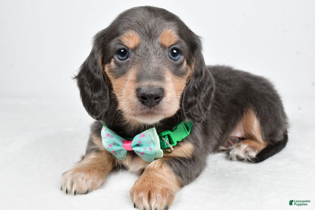 Miniature Dachshund dogs for sale: Asher - Ad 1