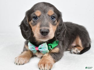 Miniature Dachshund dogs Asher - Ad 17