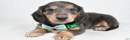 Miniature Dachshund dogs for sale: Asher - Ad 3