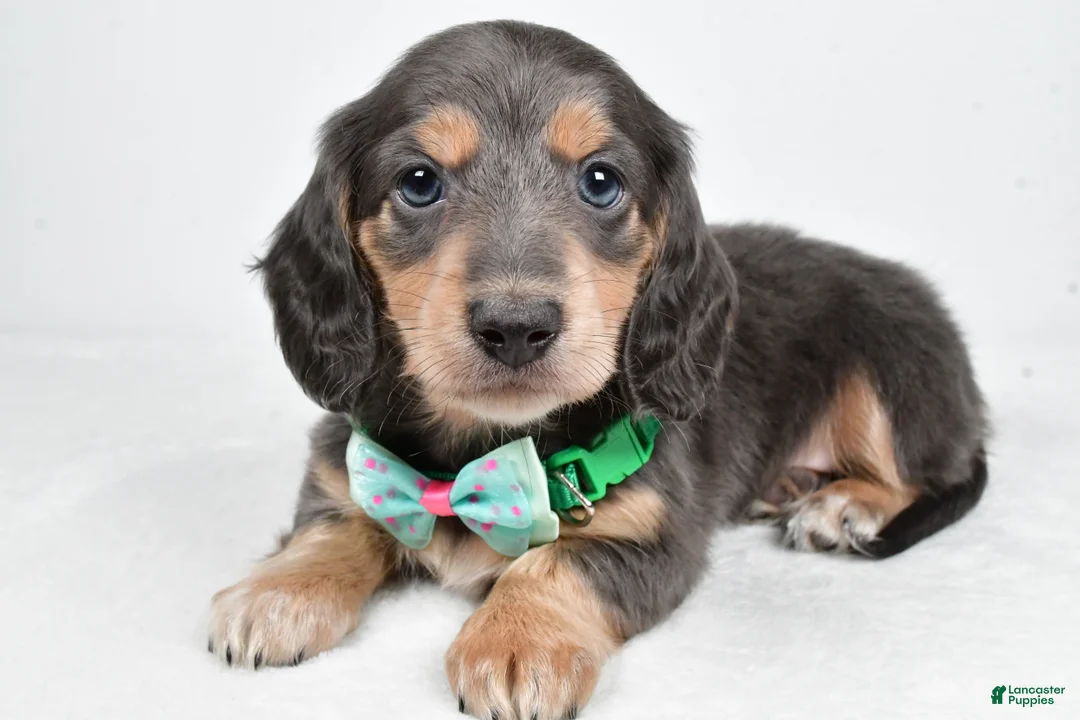 Miniature Dachshund dogs for sale: Asher - Ad 3