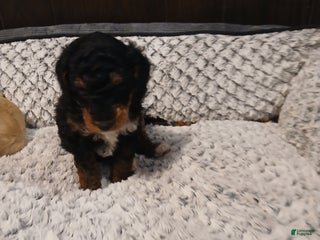 Jackapoo dogs - Ad 14