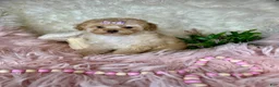 Toy Poodle dogs for sale: Gigi - Ad 1