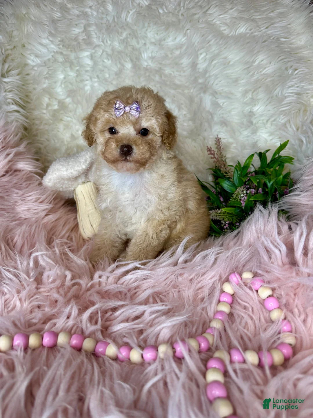 Toy Poodle dogs for sale: Gigi - Ad 1