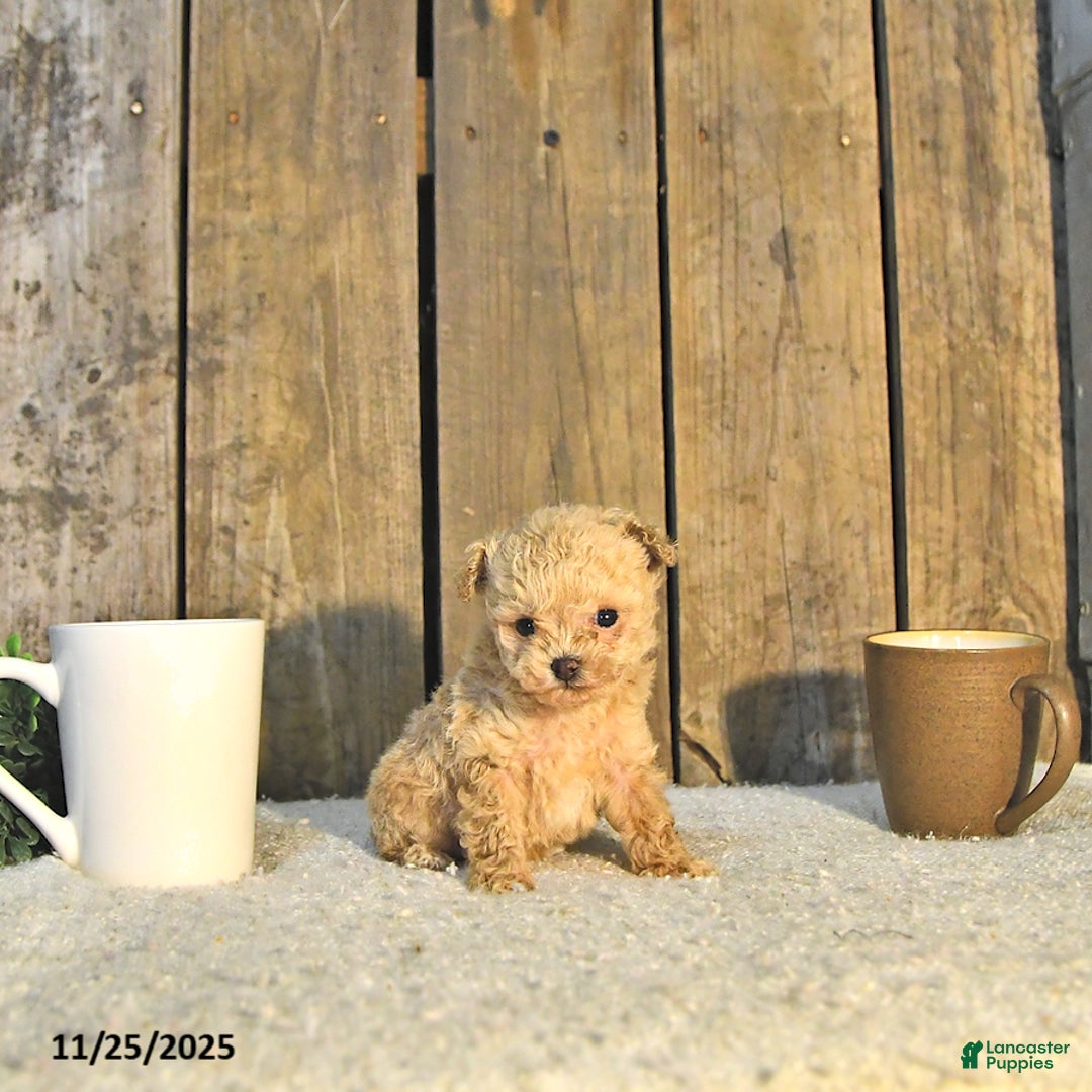 Toy Poodle dogs for sale: Liam EXTRA SMALL - Ad 2