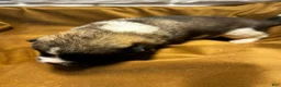 Akita dogs for sale: Nova - Ad 7