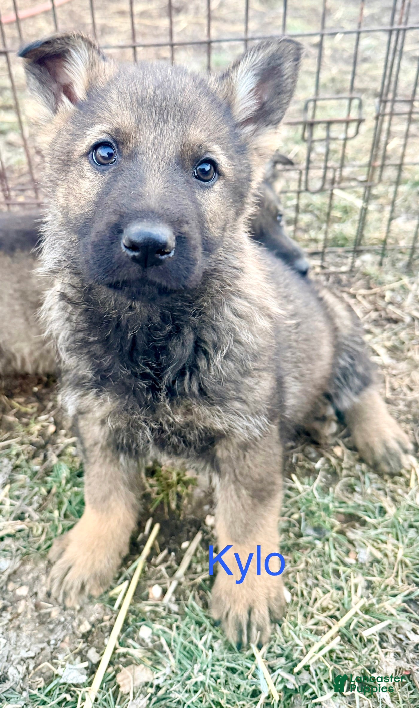German Shepherd dogs Kylo - Ad 18
