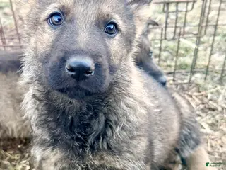 German Shepherd dogs Kylo - Ad 18