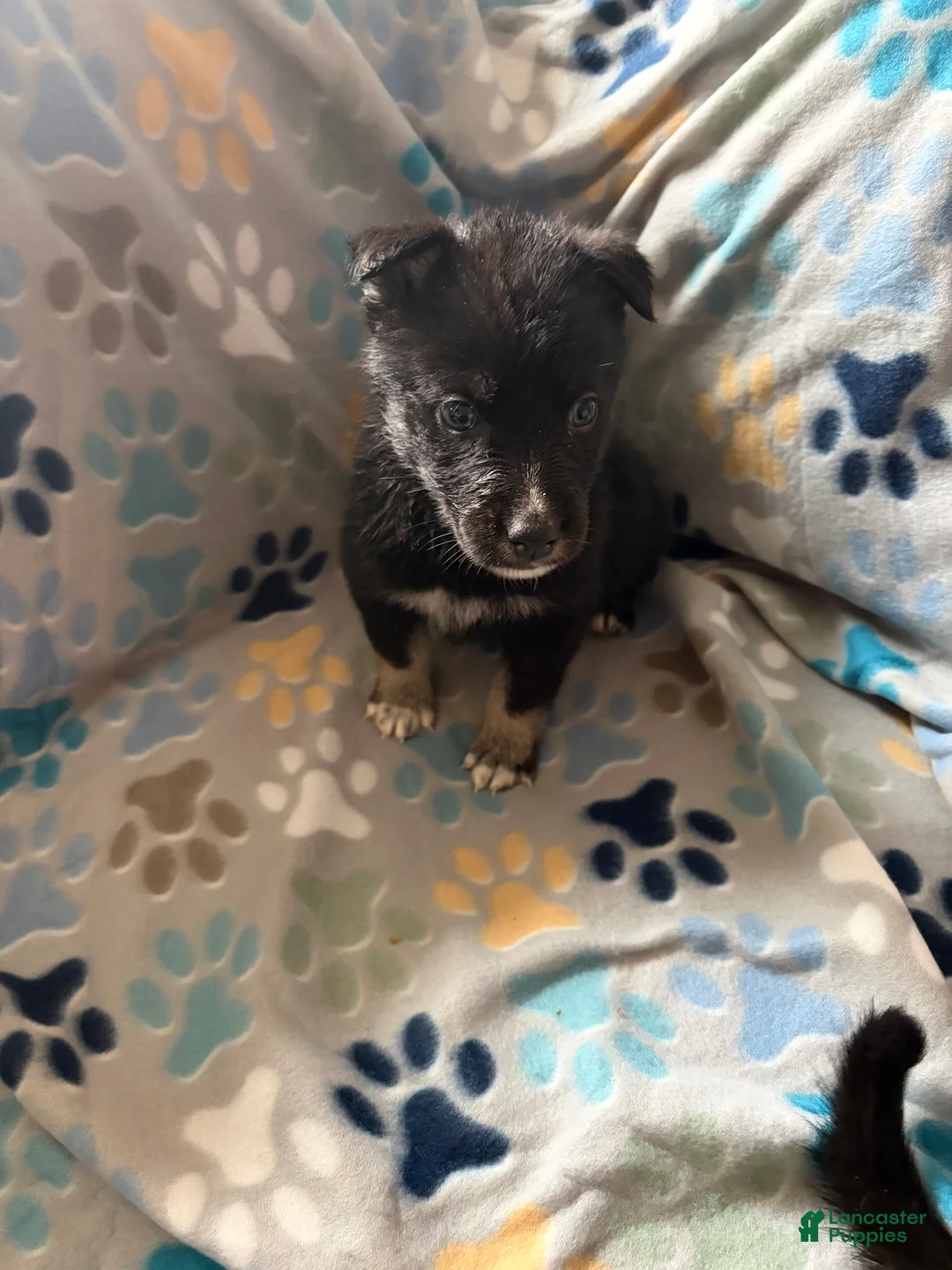 Gerberian Shepsky dogs for sale: Dyna - Ad 2