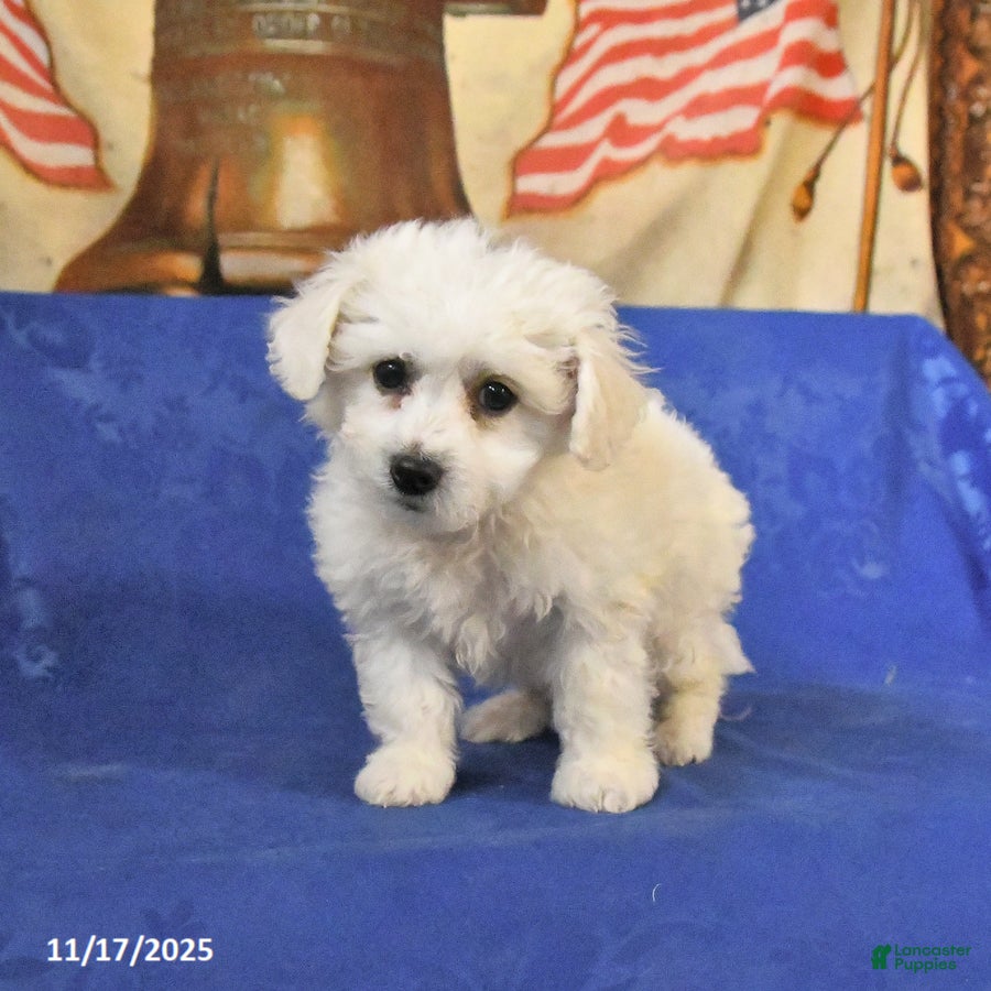 Bichon Frise dogs Bear - Ad 41