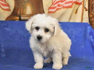 Bichon Frise dogs Bear - Ad 33