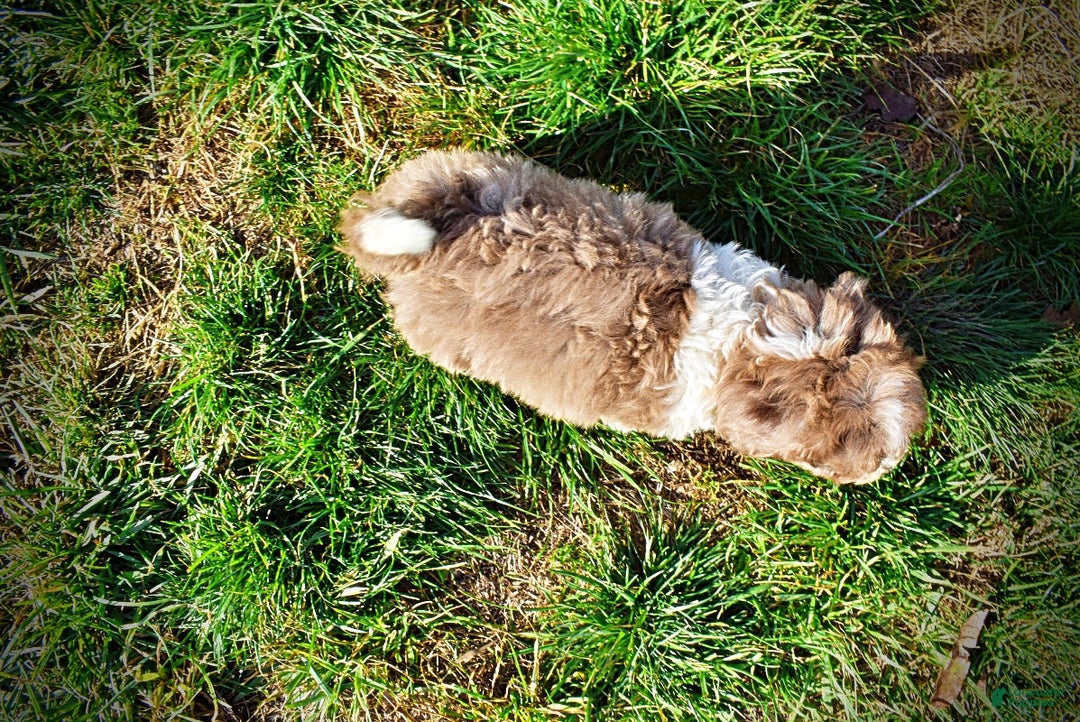 Havapoo dogs for sale: Patches - Ad 19