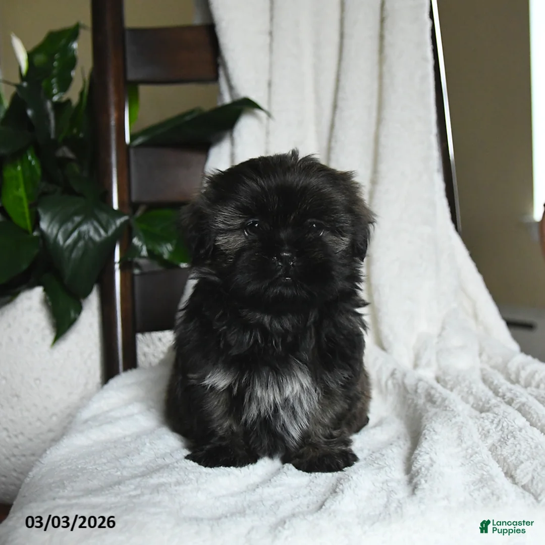 Shih Tzu dogs for sale: Winston - Ad 5