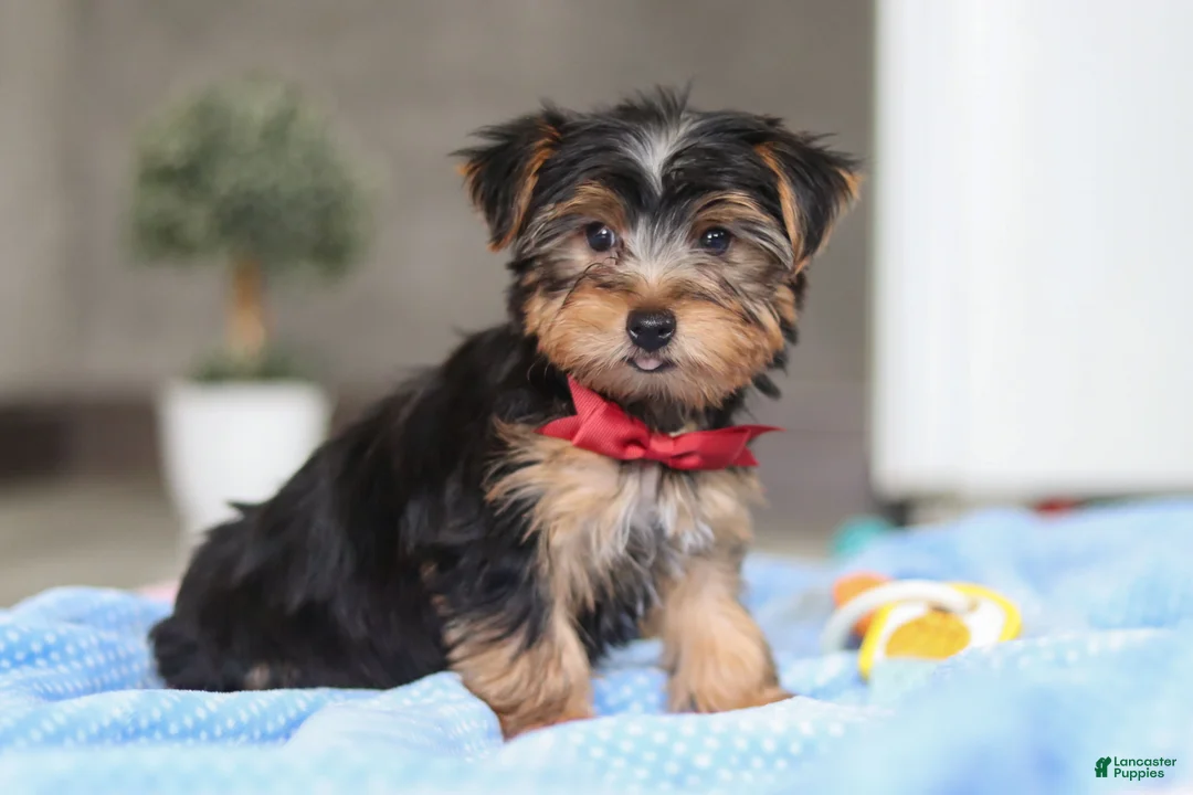 Yorkshire Terrier dogs for sale: Malcolm - Ad 1