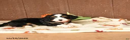 Mini Bernedoodle dogs for sale: Ken  - Ad 4