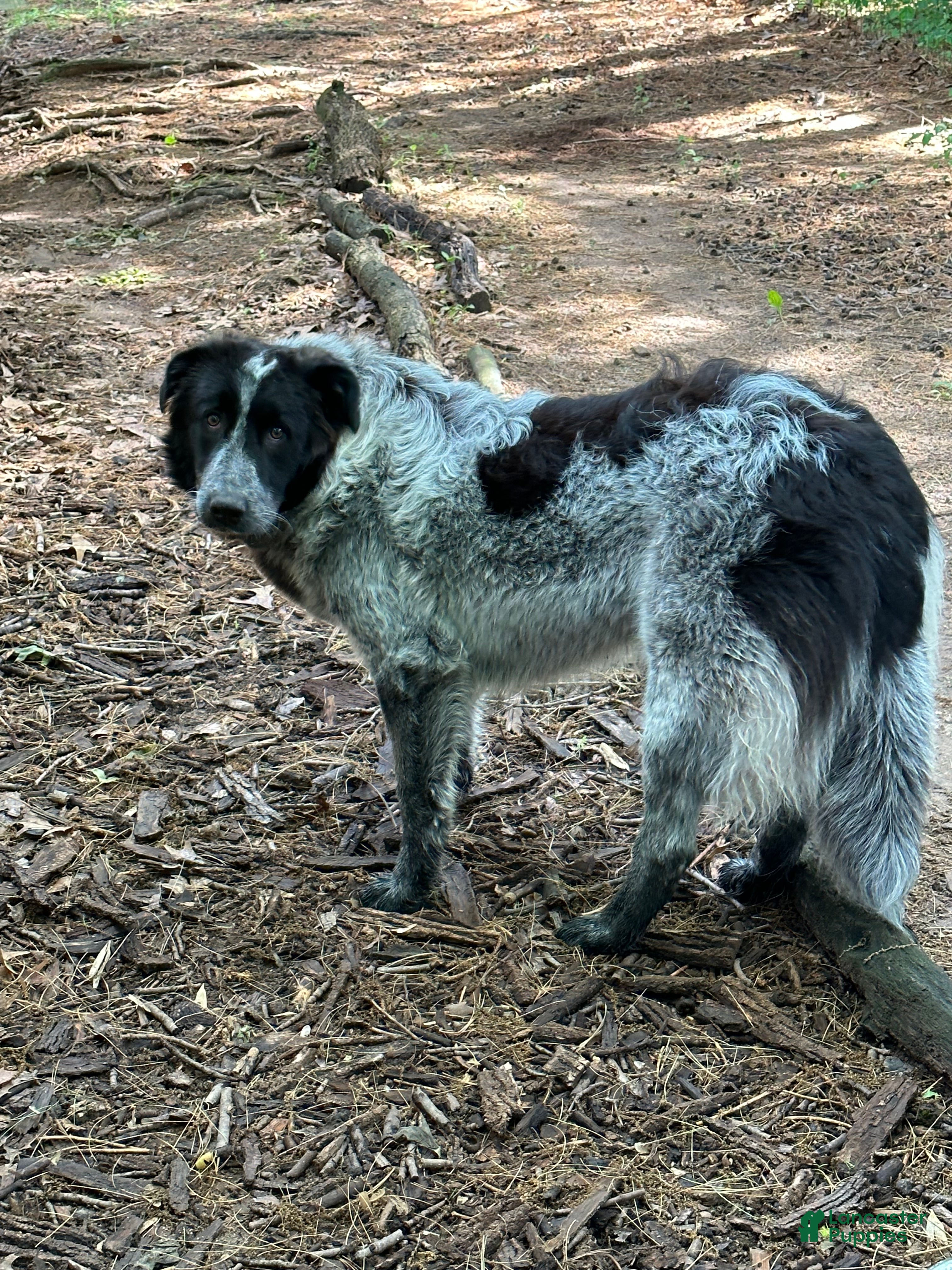 Mixed Breed dogs Yuki - Ad 4