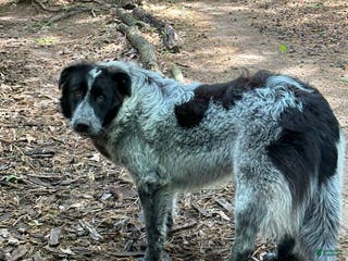 Mixed Breed dogs Yuki - Ad 32