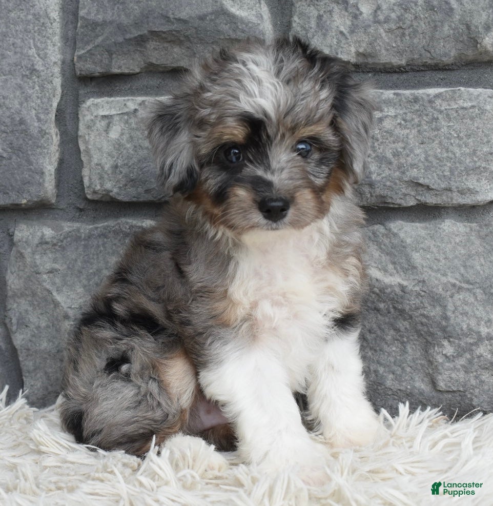Mini Aussiedoodle dogs Chief  - Ad 1