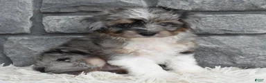 Chief 