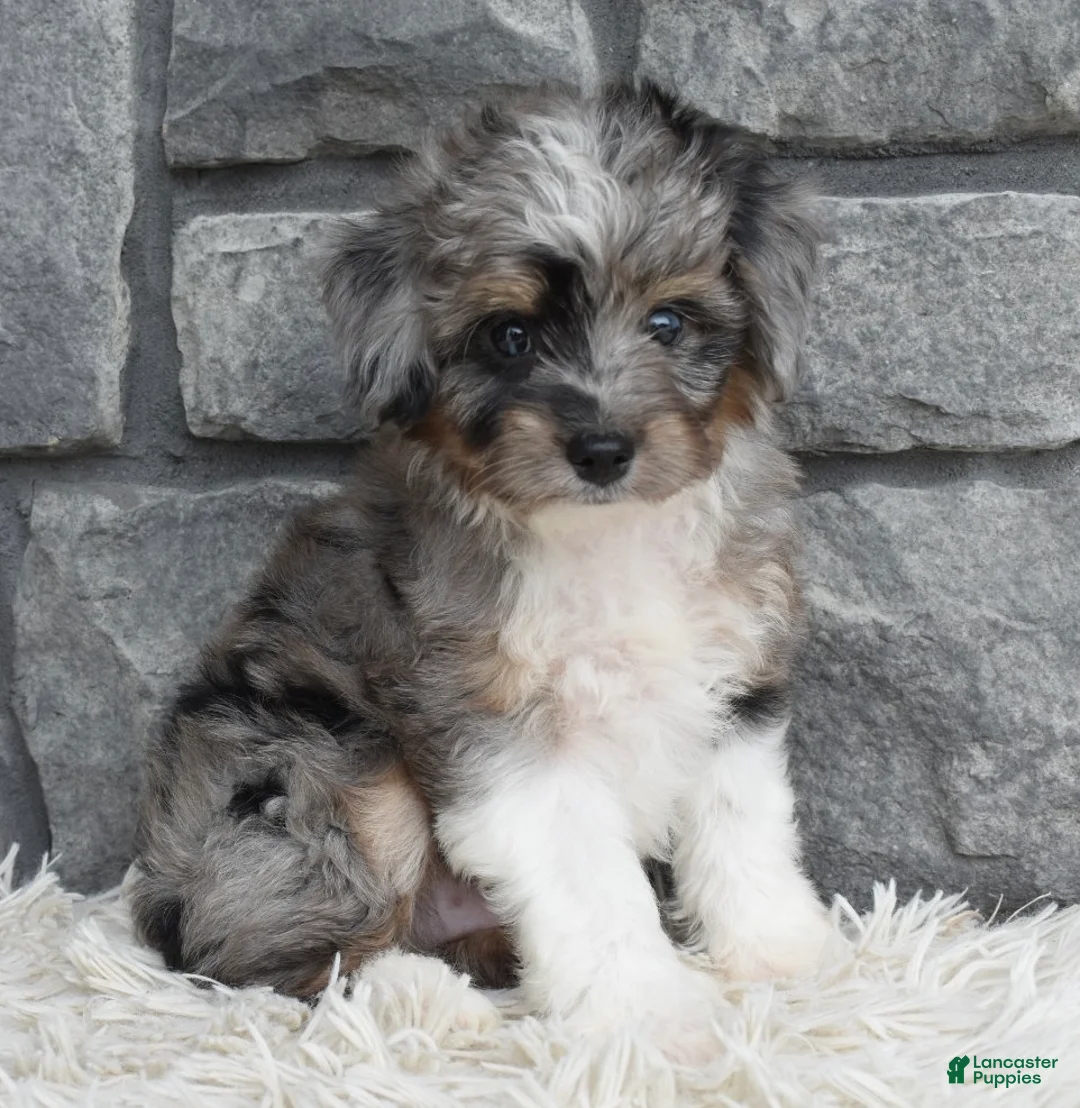 Mini Aussiedoodle dogs for sale: Chief  - Ad 1