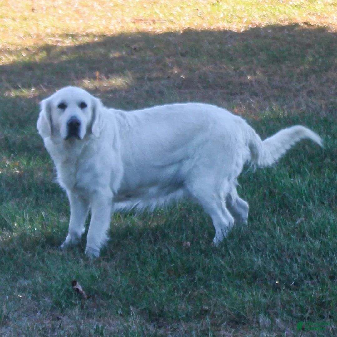 Golden Retriever dogs for sale: Nolan Golden Retriever Puppy  - Ad 3