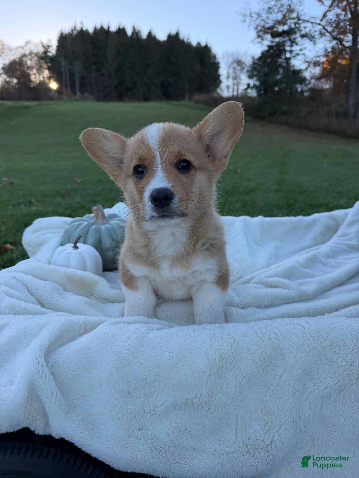 Welsh Corgi Pembroke dogs for sale: Leo - Ad 2