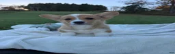 Welsh Corgi Pembroke dogs for sale: Leo - Ad 2