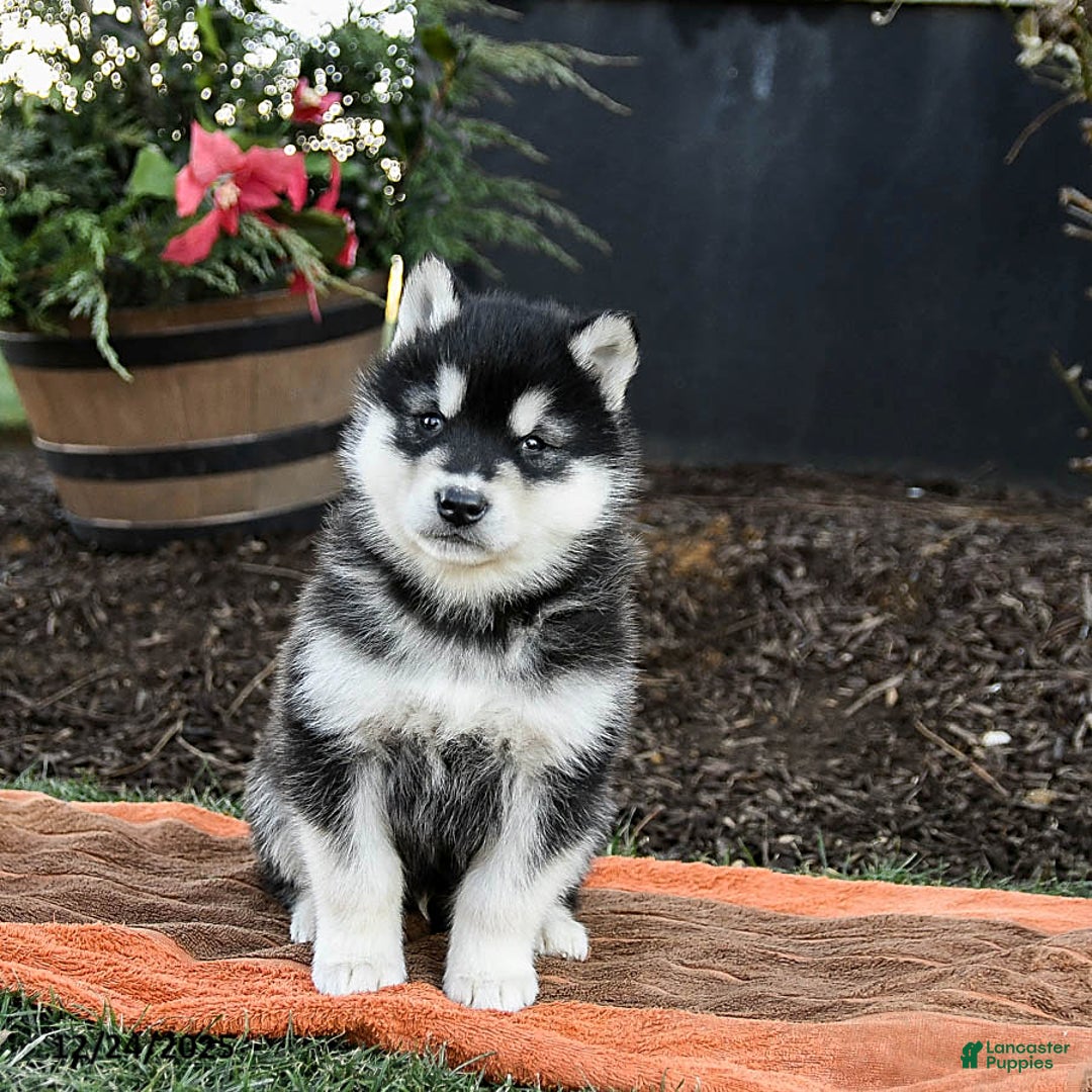 Alaskan Malamute dogs for sale: Jagger - Ad 2