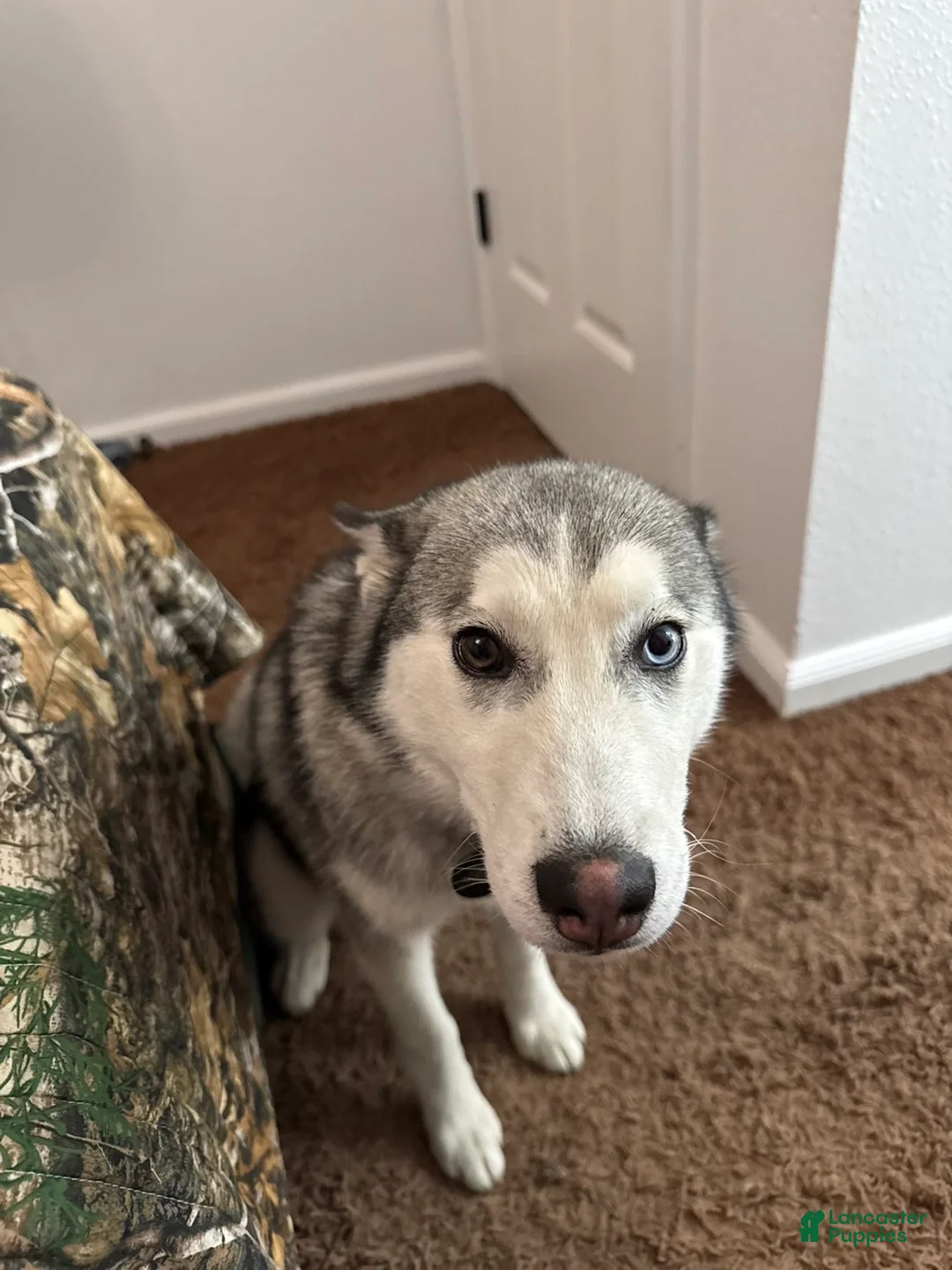 Siberian Husky dogs for sale: Siberian Husky Puppy 1 - Ad 1