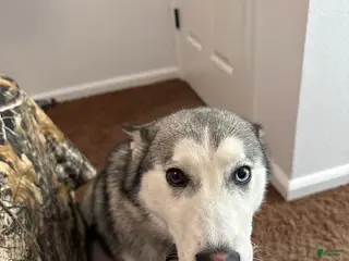 Siberian Husky dogs Siberian Husky Puppy 1 - Ad 6