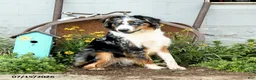 Australian Shepherd dogs for sale: Ace - Ad 3