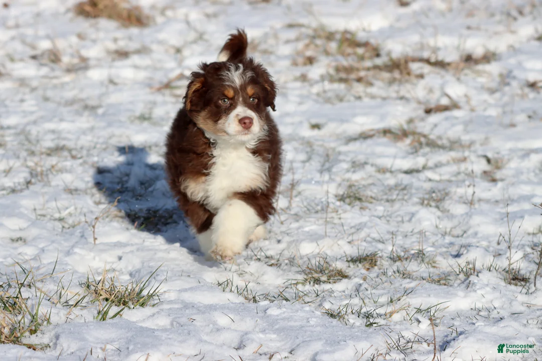 Mini Aussiedoodle dogs for sale: Chilli - Ad 2