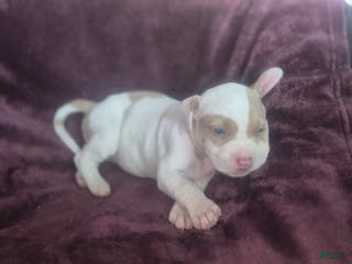 American Pit Bull Terrier dogs Peaches - Ad 5