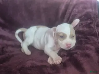 American Pit Bull Terrier dogs Peaches - Ad 4