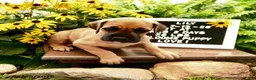 Great Dane dogs for sale: Lily - Ad 4