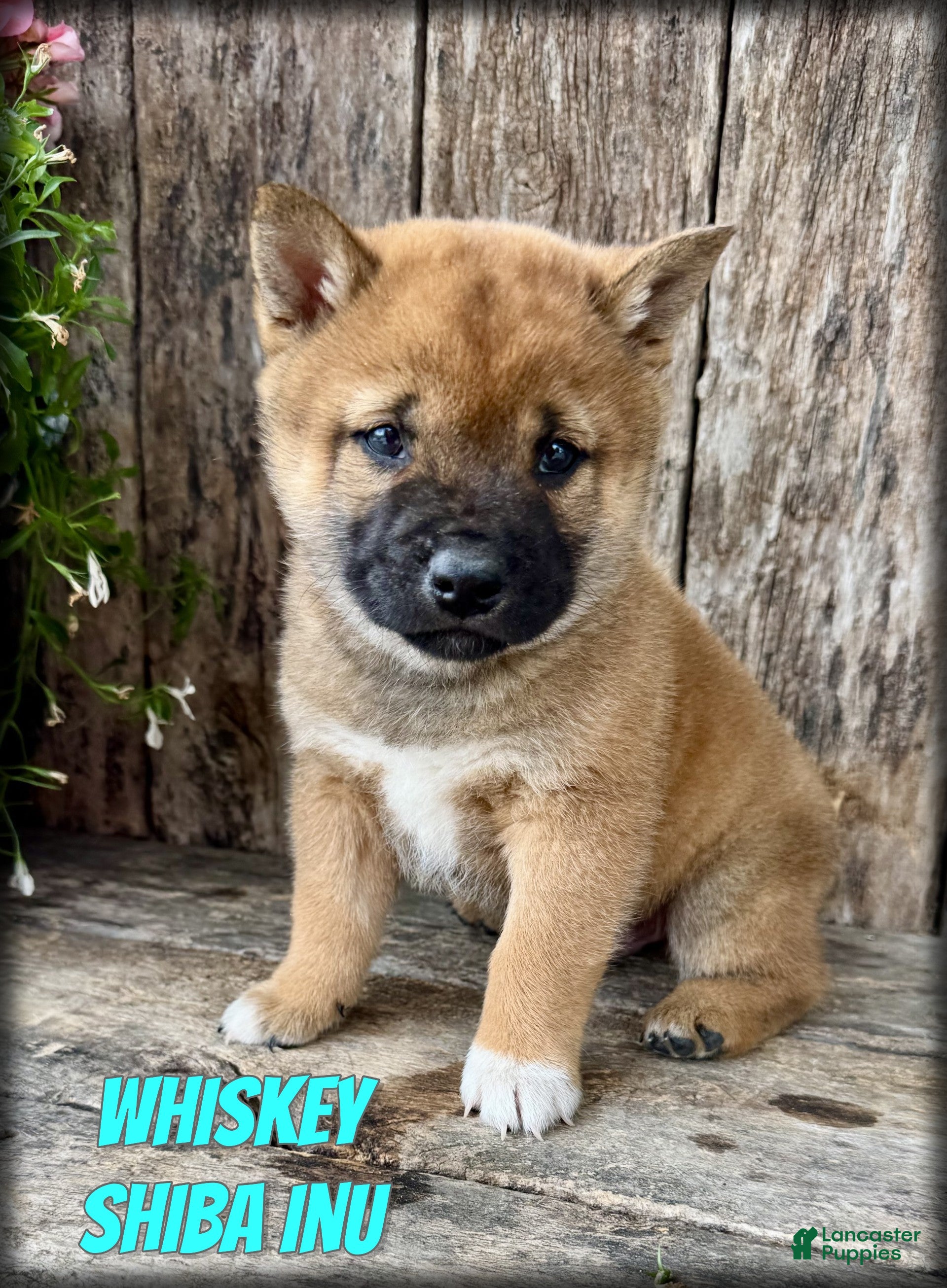 Shiba Inu dogs Whiskey - Ad 1