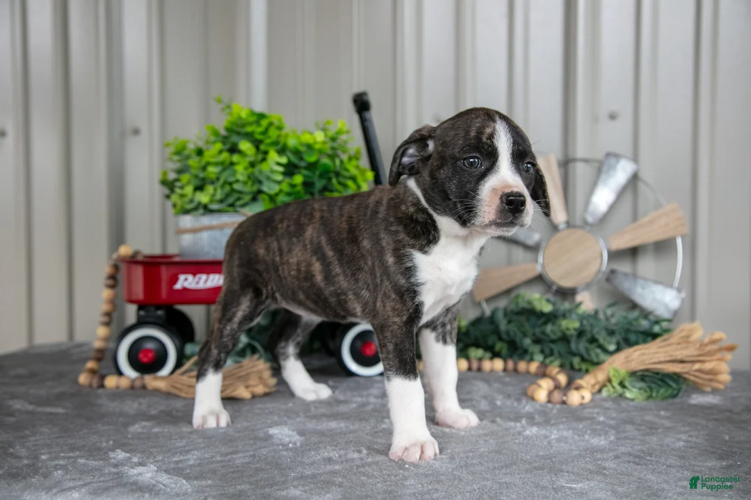 Mixed Breed dogs for sale: Sugar - Ad 3